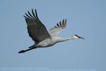 Range overlap between mid-continent and Eastern sandhill cranes revealed by GPS-tracking